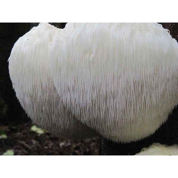 Lions-beard-hericium-erinacious-