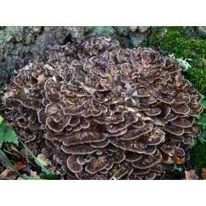 Maitake