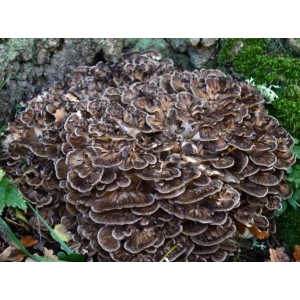 Maitake