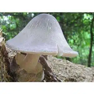 Paddy-straw-mushroom-cultivation-rootlab-mycology-fruit