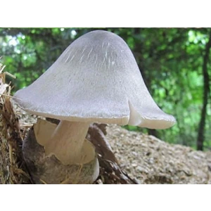 Paddy-straw-mushroom-cultivation-rootlab-mycology-fruit