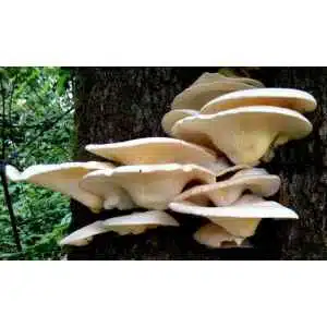 Pleurotus-sajor-caju-HUY1-DM-1150-on-a-tree-trunk