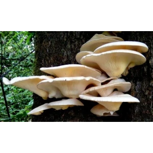 Pleurotus-sajor-caju-HUY1-DM-1150-on-a-tree-trunk