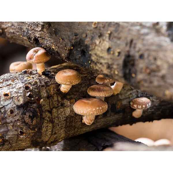 SHIITAKE-5000-FOR-MUSHROOM-GROWING-MYCELIUM-LIQUID-CULTURE