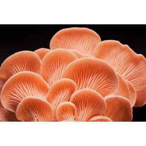 Pleurotus djamor- Pink Oyster