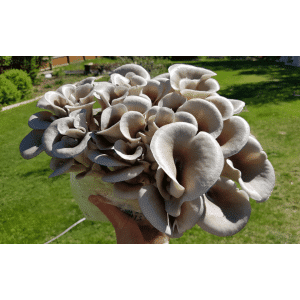 Tan-oyster