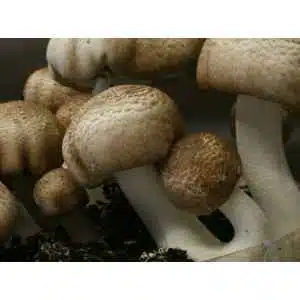 almond-mushroom-agaricus-subrufescens-home-grown-australia-mycology-rootlab-mushroom