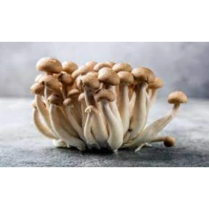 Mushroom Liquid Culture | Brown Shimeji | Hypsizygus tessulatus | Professional