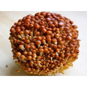 golden-enoki-flemmulina-filiformis-ome-grown-australia-mycology-rootlab-mushroom