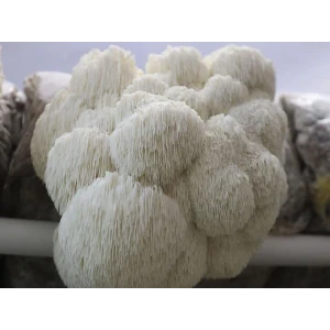Mushroom Liquid Culture | Lions mane Dazzle | Hericium erinaceus | Professional