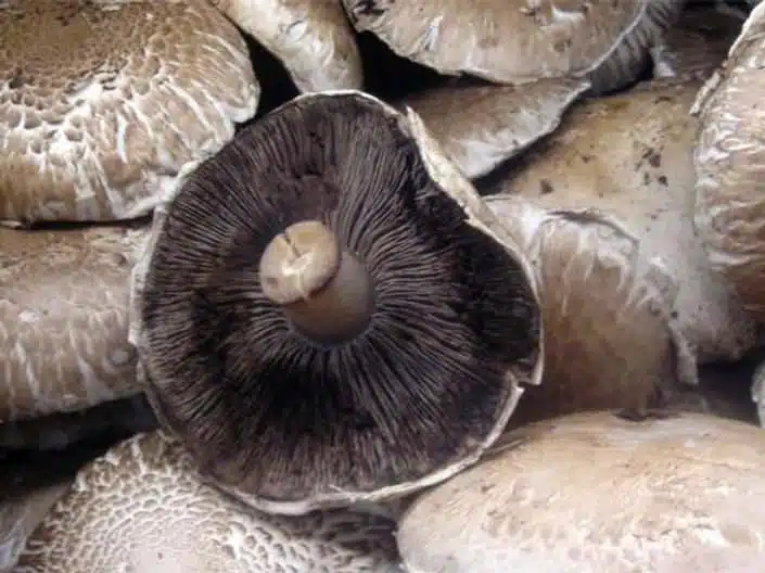 portobello-mushrooms-agaricus-bisporus-home-grown-australia-mycology-rootlab-mushroom-