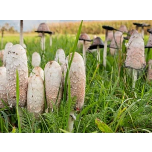 shaggy-mane-Coprinus-comatus-mushroom-cultivation-rootlab-mycology-fruit