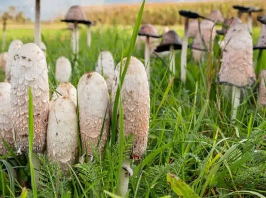 shaggy-mane-Coprinus-comatus-mushroom-cultivation-rootlab-mycology-fruit