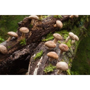 Mushroom Liquid Culture | Shiitake 3782 | Lentinula edodes | Professional