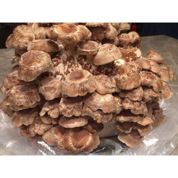straw-shiitake-for-mushroom-growing-liquid-culture-suspended-mycelium-multiple-species-av