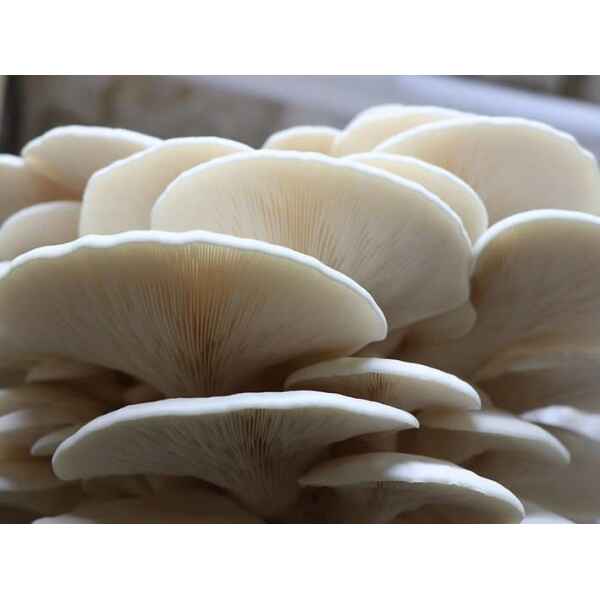 warm-white-oyster-pleurotus-ostreatus-home-grown-australia-mycology-rootlab-mushroom