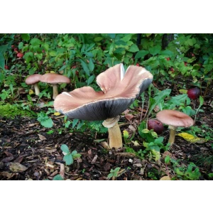 Wine Cap Fungi