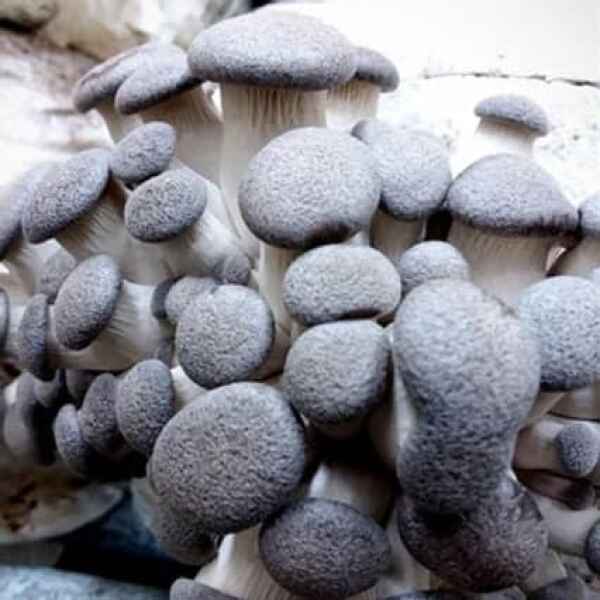 Black King Oyster