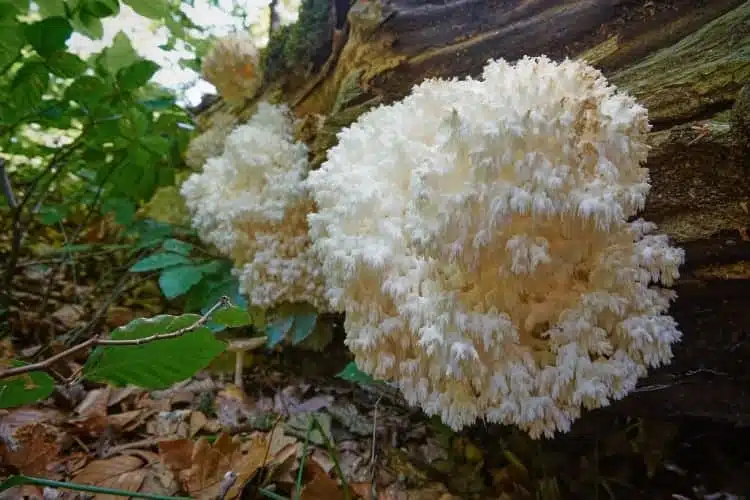 Coral-Tooth-Hericium-Coralloides