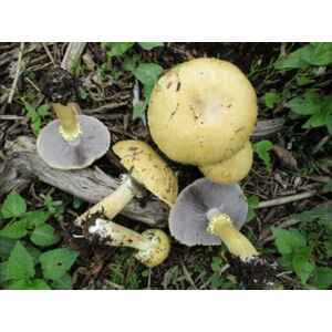 Golden Wine cap