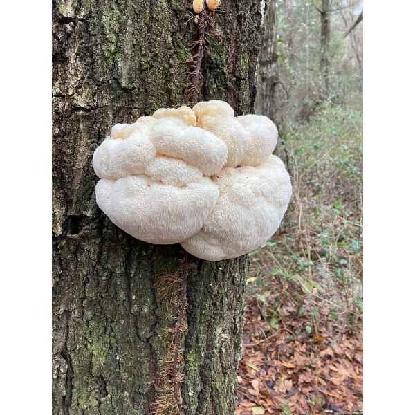 Lion´s Mane Claw
