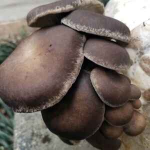 Pearl Giant Oyster