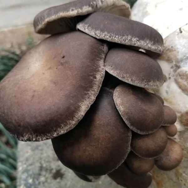 Pearl Giant Oyster