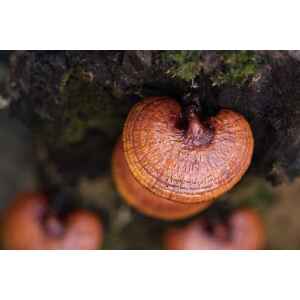 Reishi