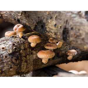 Small brown mushrooms growing on dark, weathered logs in a natural outdoor setting.