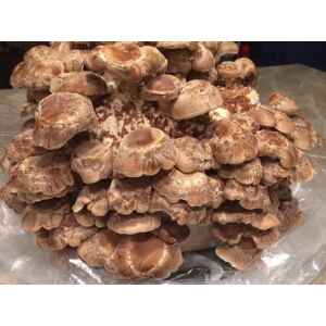 A cluster of brown mushrooms growing together on a plastic-covered surface.
