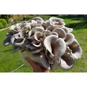 A hand holds a large cluster of grey oyster mushrooms outdoors on a sunny day.