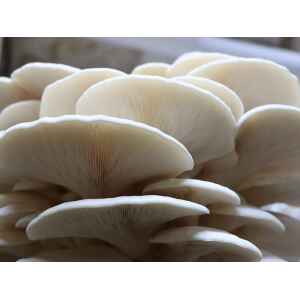 Close-up of a cluster of white oyster mushrooms showing their gills and smooth, overlapping caps.