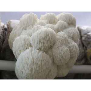 lions-pride-hericium-erinaceous