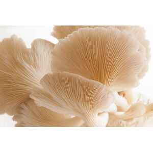 Close-up of light tan oyster mushrooms showing their delicate, ribbed gills and fan-shaped caps.