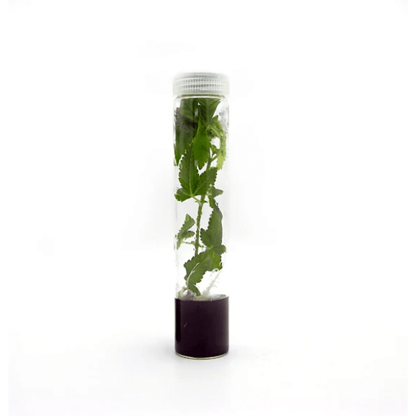Plant Cell | Athena  | Shoots™ Tissue Culture Media Box of 10 - Image 2