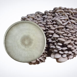 A Colonized Mushroom Culture On Agar Plate (Princess of Pearl Oyster | Pleurotus ostreatus) displays vibrant white mycelium, with a cluster of oyster mushrooms beside it on a clean white background.