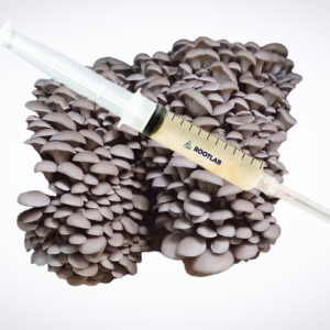 A syringe filled with liquid sits atop the Colonized Mushroom Culture On Agar Plate featuring Pleurotus ostreatus, also known as Princess of Pearl Oyster mushrooms.