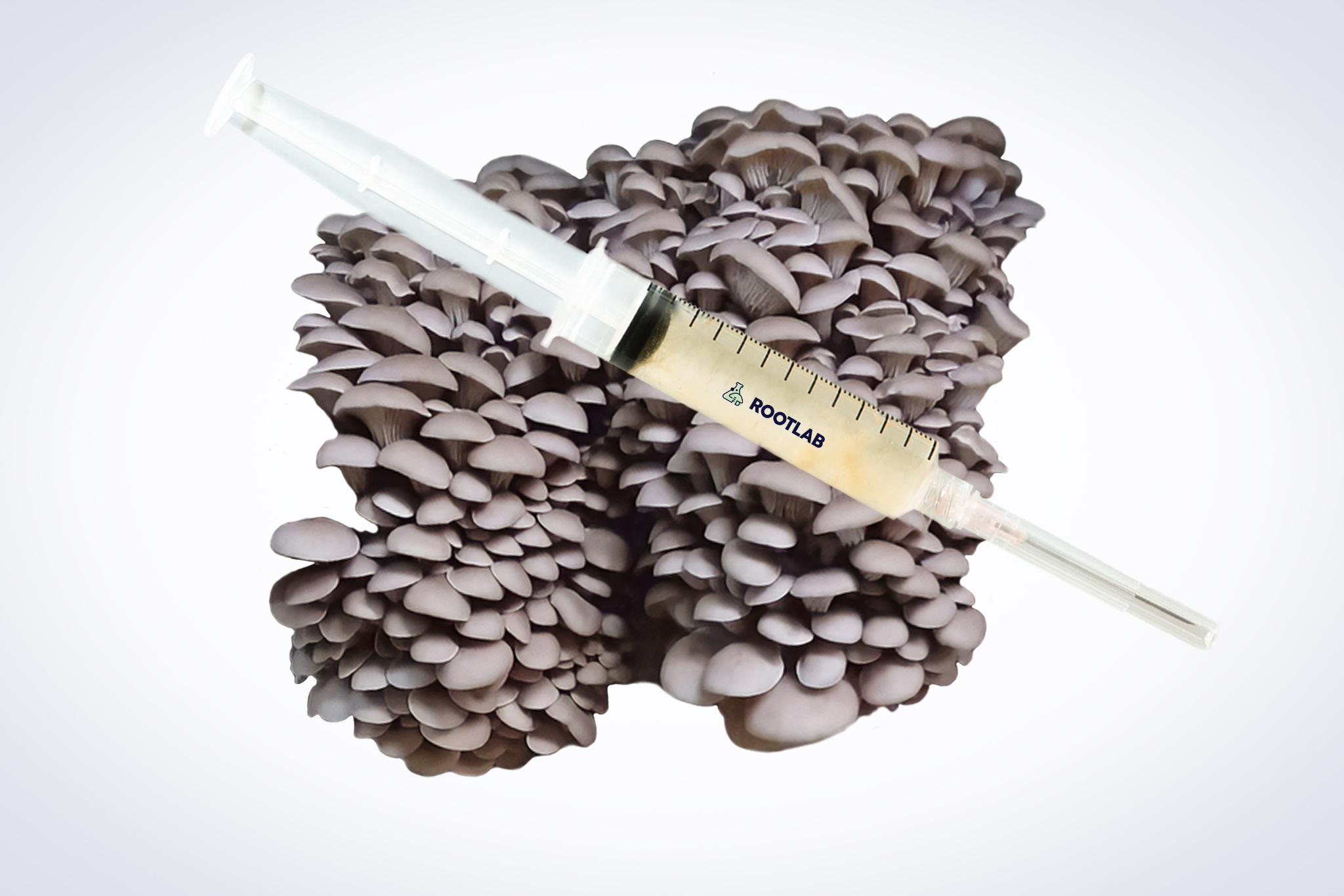A syringe filled with liquid sits atop the Colonized Mushroom Culture On Agar Plate featuring Pleurotus ostreatus, also known as Princess of Pearl Oyster mushrooms.