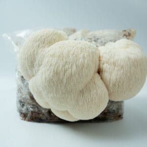 Lion’s Mane Claw Heat Tolerant mushroom culture (Hericium erinaceus) colonizing agar plate, shown on a plain white background.