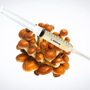 A syringe filled with liquid rests on top of a cluster of brown mushrooms against a white background.
