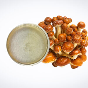 A cluster of brown mushrooms next to a petri dish with white fungal growth on a white background.