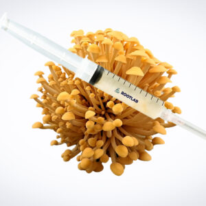 A syringe filled with liquid rests on top of a cluster of yellow mushrooms, isolated on a white background.