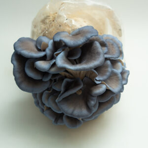 Blue oyster mushrooms growing from a plastic bag with a white background.