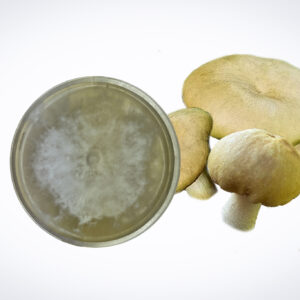 Oyster mushrooms next to a petri dish showing white mycelium growth on clear agar.
