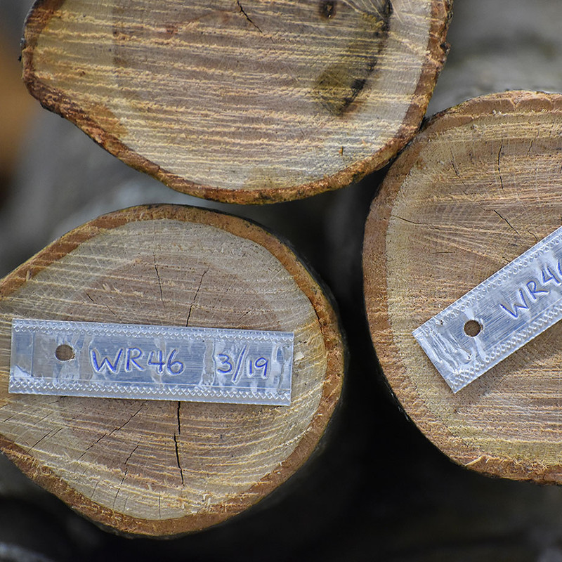 Close-up of three cut logs with labels WR46 3/19 attached to the ends, showing tree rings.