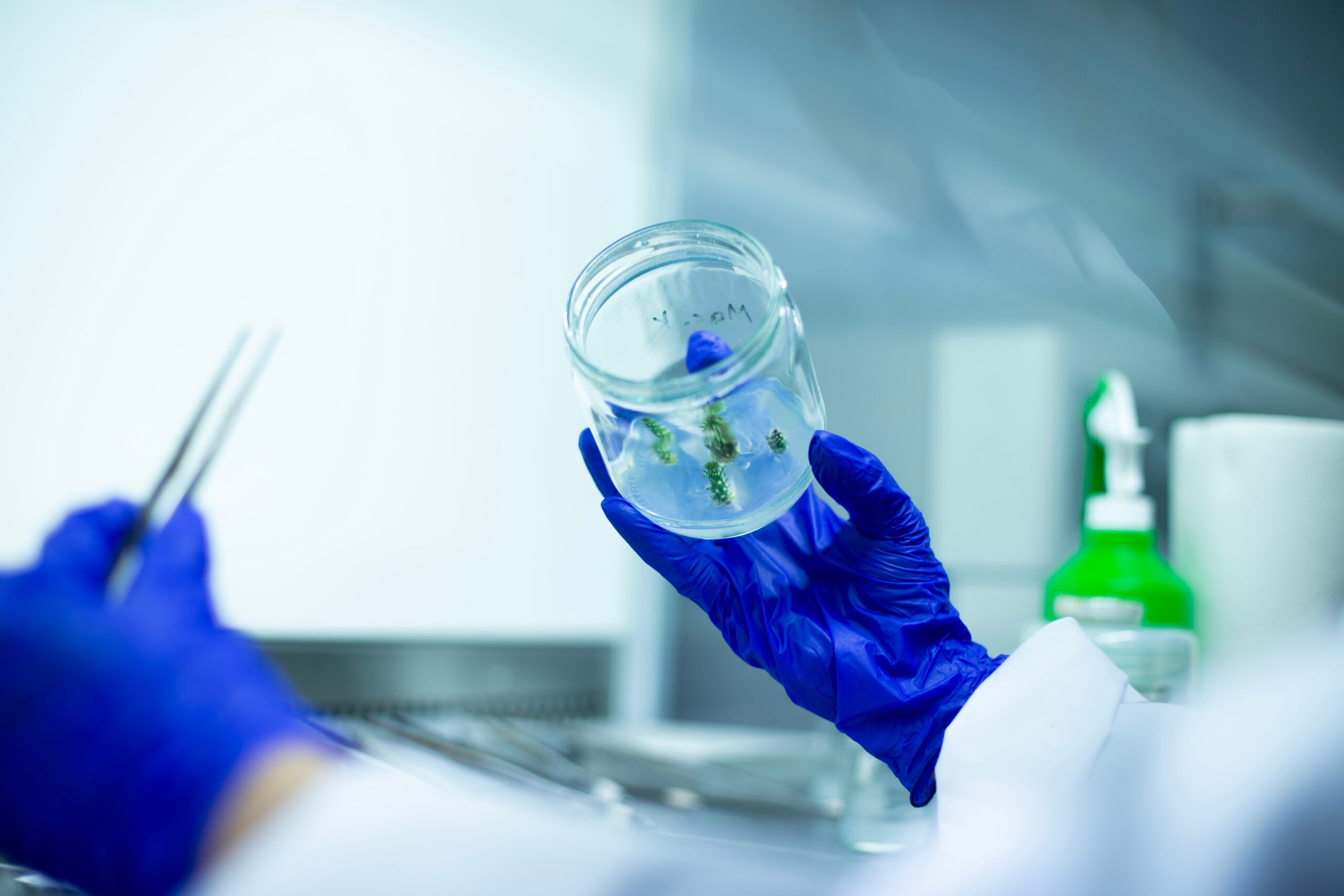 Person in blue gloves holds a petri dish with green samples in a laboratory setting.
