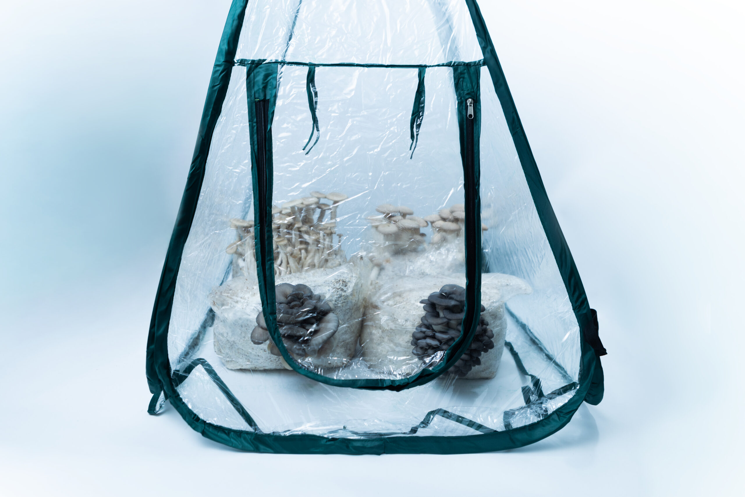 Clear tent with mushrooms growing in bags inside, set against a white background.