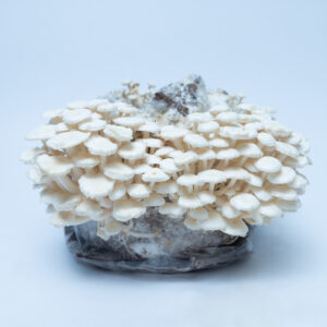 Mushroom Liquid Culture | Enoki (White) | Flammulina velutipes | Professional