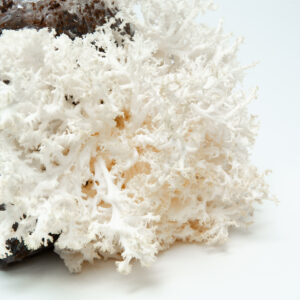 White coral-like mushroom growing from a bag of substrate on a plain white background.