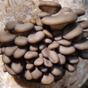 A cluster of oyster mushrooms growing on a substrate with a blurred outdoor background.